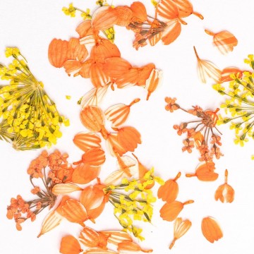 Сухи цветя Semilac Golden Sunset